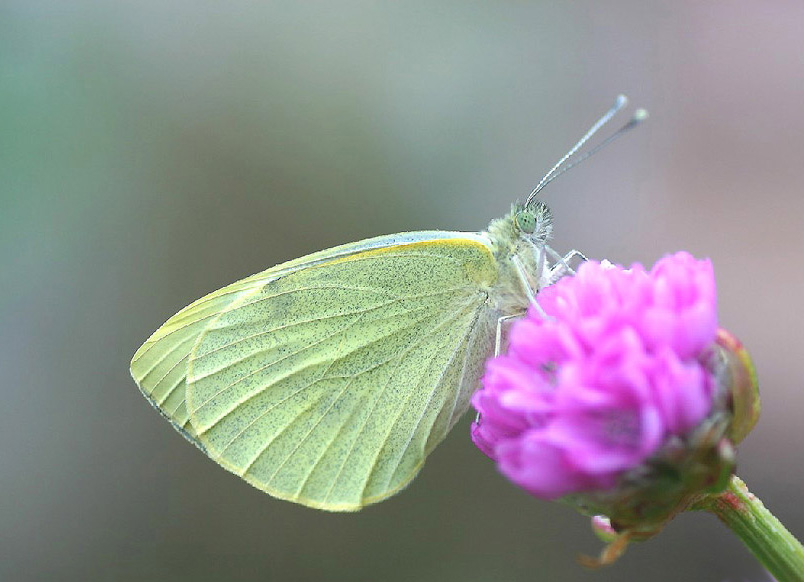 Großer Kohlweißling - Pieris brassicae