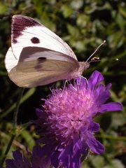 Großer Kohlweißling (Pieris brassicae)