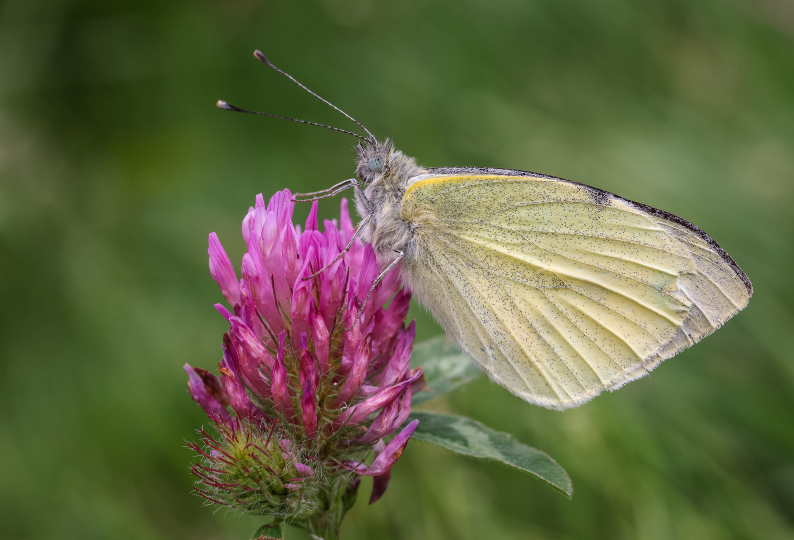 Großer Kohlweißling (Pieris brassicae)