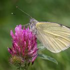 Großer Kohlweißling (Pieris brassicae)