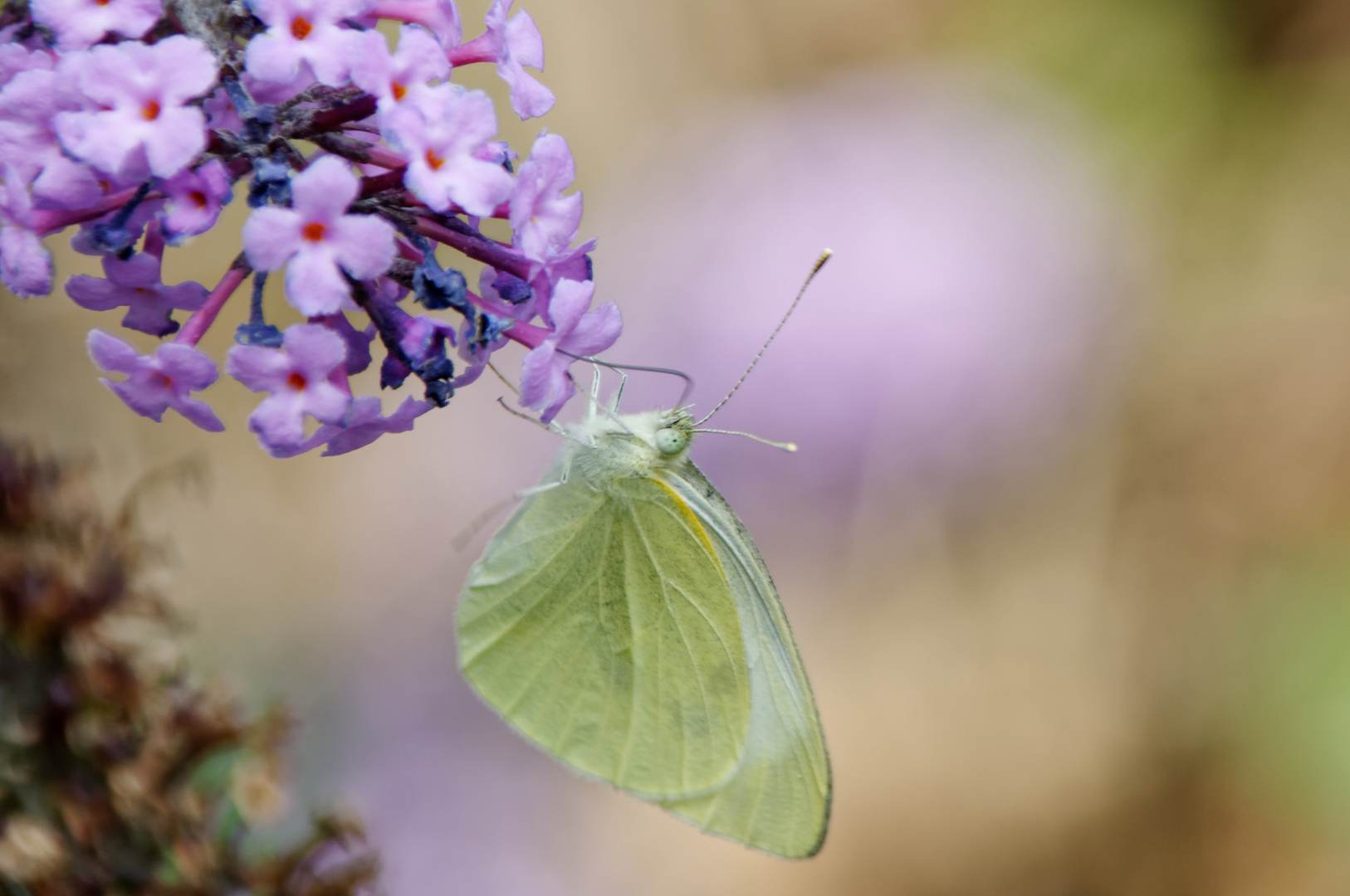 Großer Kohlweißling  (Pieris brassicae)