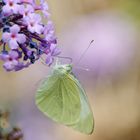 Großer Kohlweißling  (Pieris brassicae)