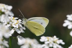 Großer Kohlweißling Pieris brassicae