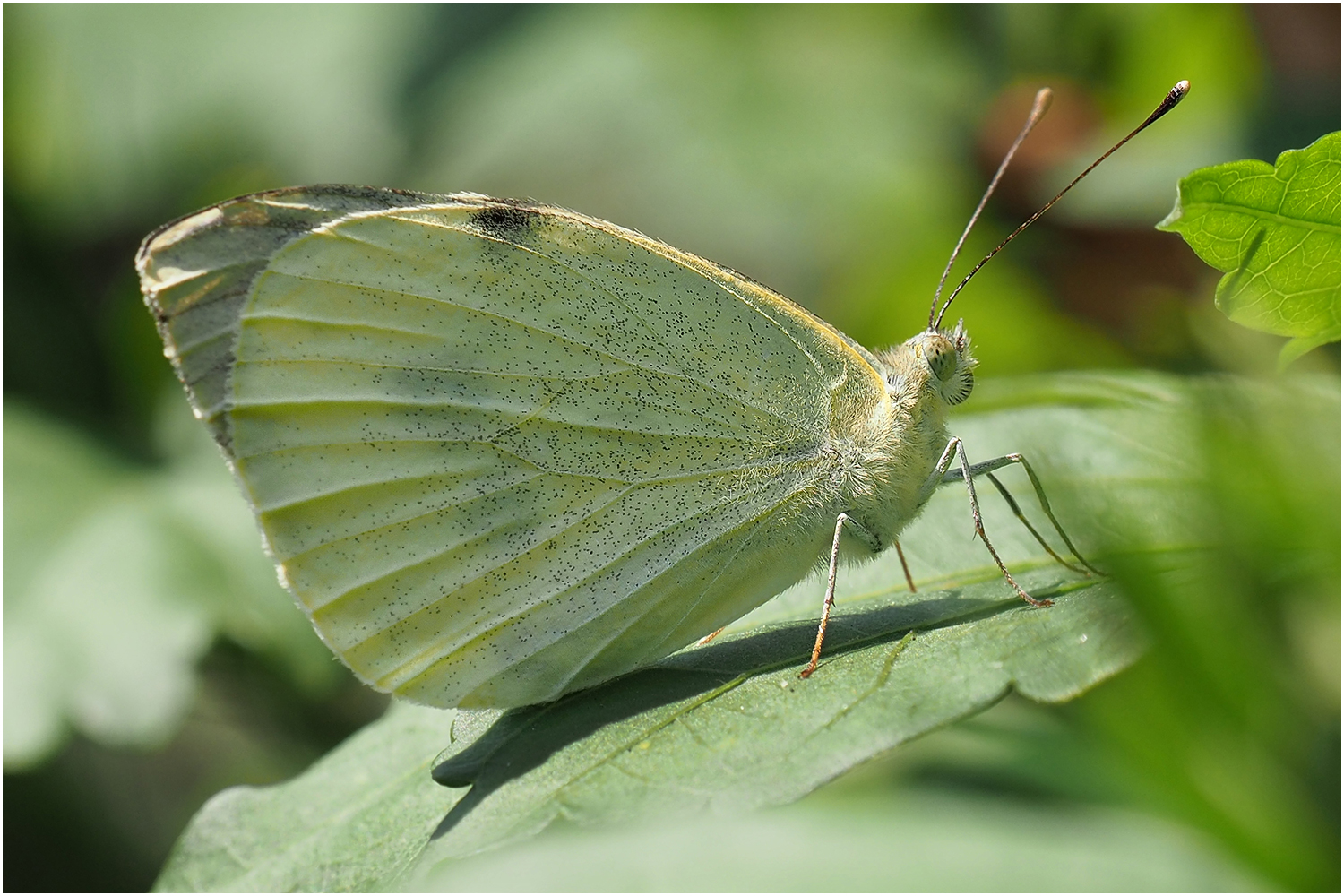 Großer Kohlweißling ( Pieris brassicae)