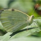 Großer Kohlweißling ( Pieris brassicae)