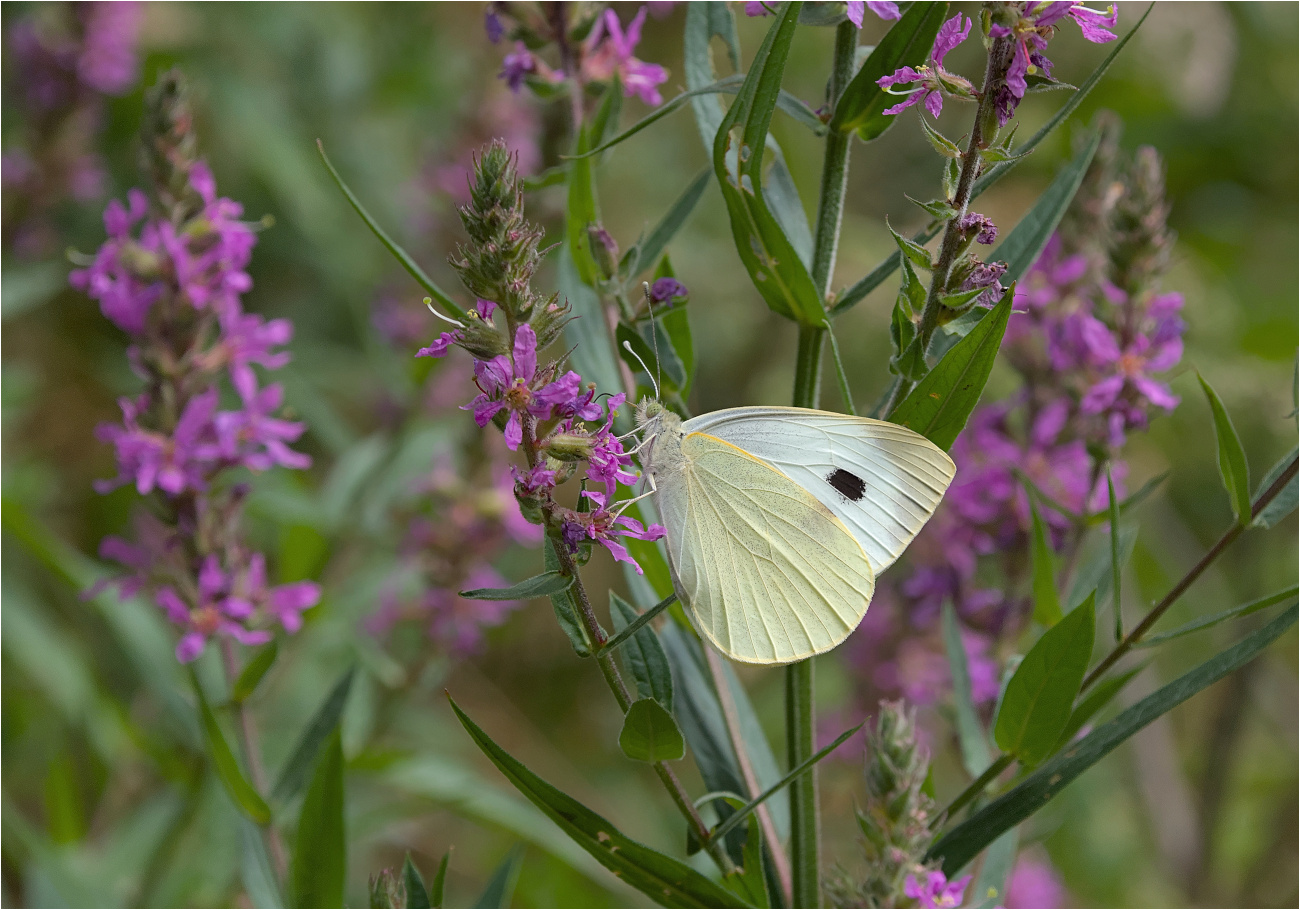 Großer Kohlweißling (Pieris brassicae)