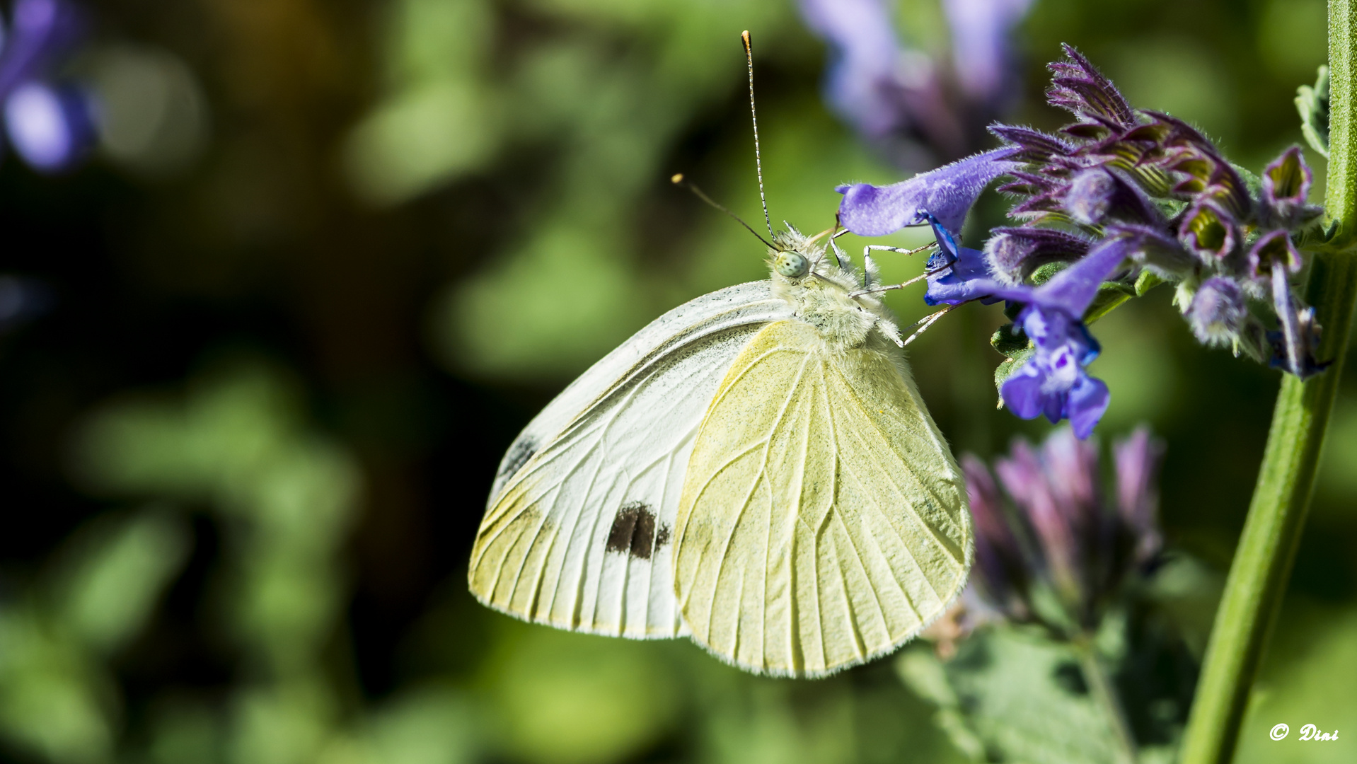 Grosser Kohlweissling (Pieris brassicae)