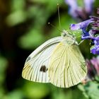 Grosser Kohlweissling (Pieris brassicae)