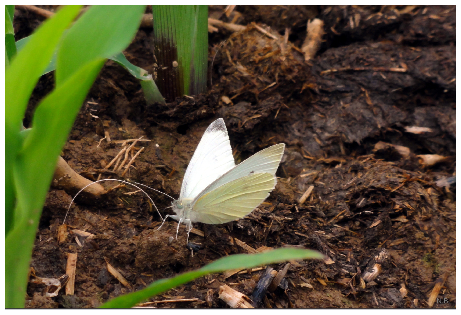 Großer Kohlweissling (Pieris brassicae)-im Anflug