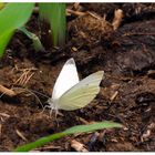 Großer Kohlweissling (Pieris brassicae)-im Anflug