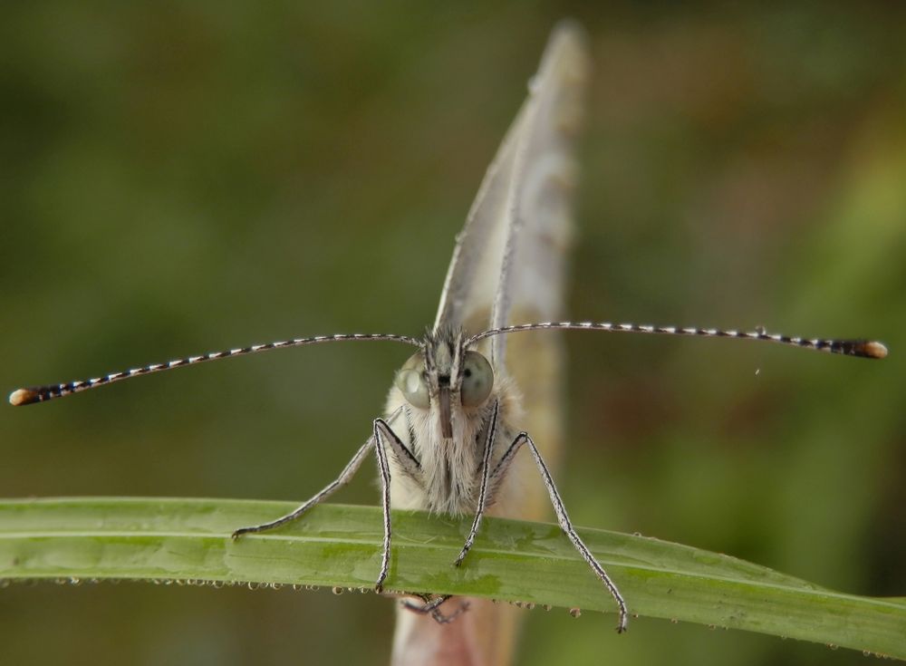 Großer Kohlweißling (Pieris brassicae) im Porträt