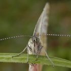 Großer Kohlweißling (Pieris brassicae) im Porträt