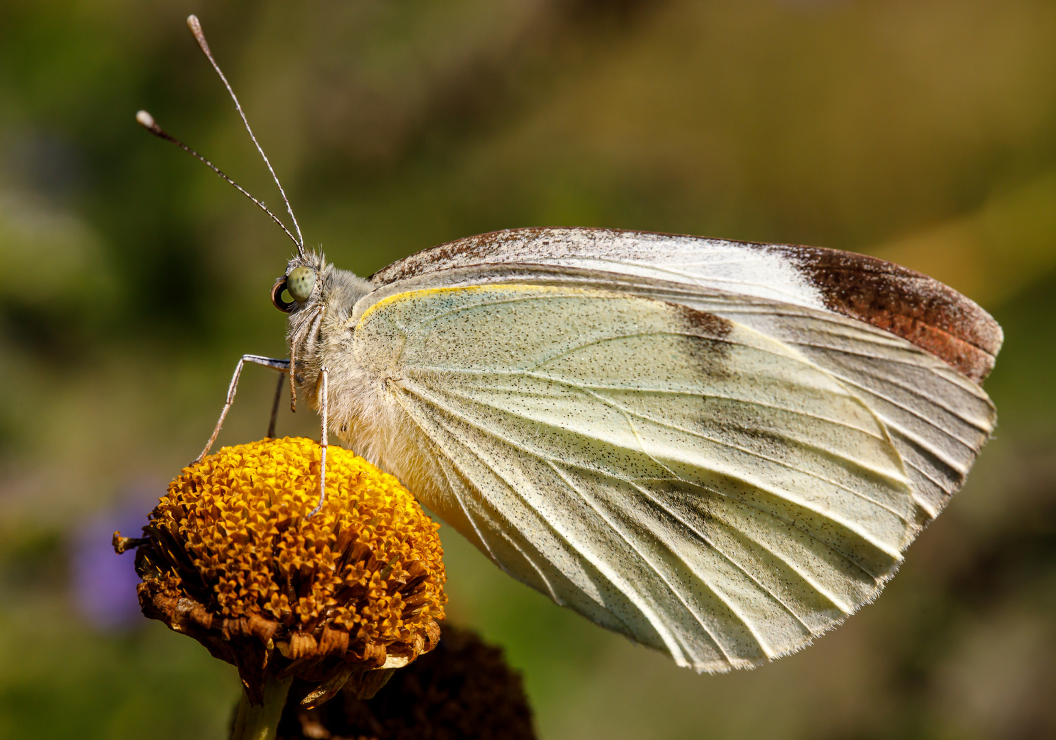 Großer Kohlweißling (Pieris brassicae) in Ruhestellung