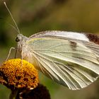 Großer Kohlweißling (Pieris brassicae) in Ruhestellung