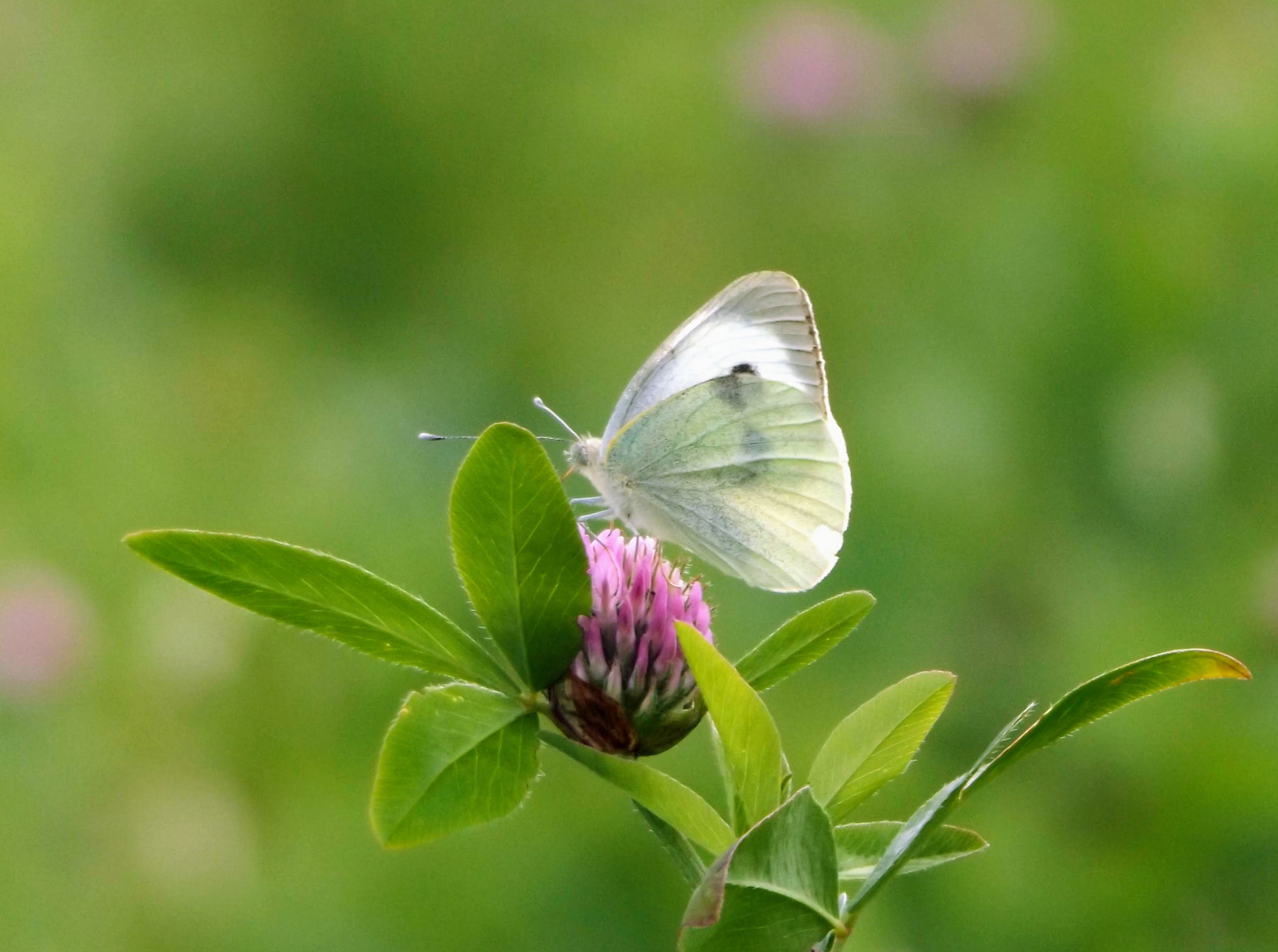 Grosser Kohlweissling /Pieris brassicae L.