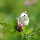 Grosser Kohlweissling /Pieris brassicae L.