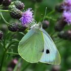 Großer Kohlweißling, Pieris brassicae, Large White