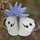 Großer Kohlweißling (Pieris brassicae), Weibchen