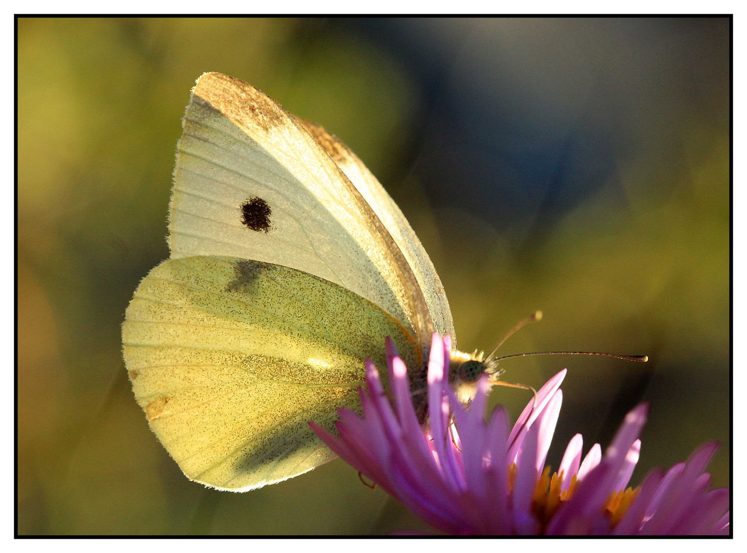 Großer Kohlweißling (Pieris brassicae) - Weibchen