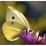 Großer Kohlweißling (Pieris brassicae) - Weibchen