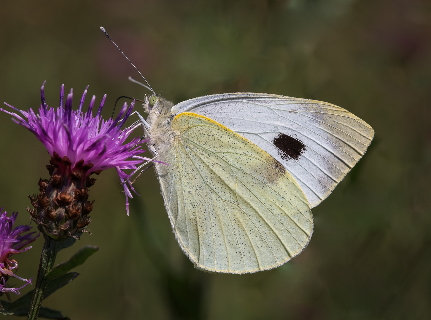 Großer Kohlweißling (Pieris brassicae) weibl. Falter