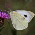 Großer Kohlweißling (Pieris brassicae) weibl. Falter