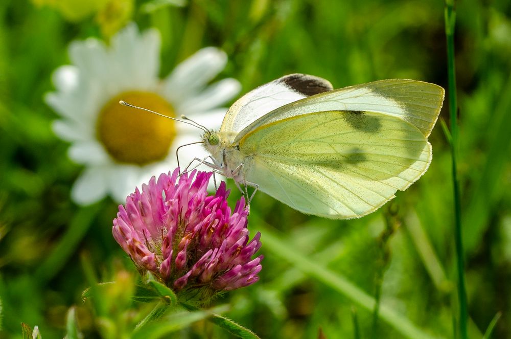 Großer Kohlweißling (Piers brassicae) Wolfgang Piepers Naturfotografie