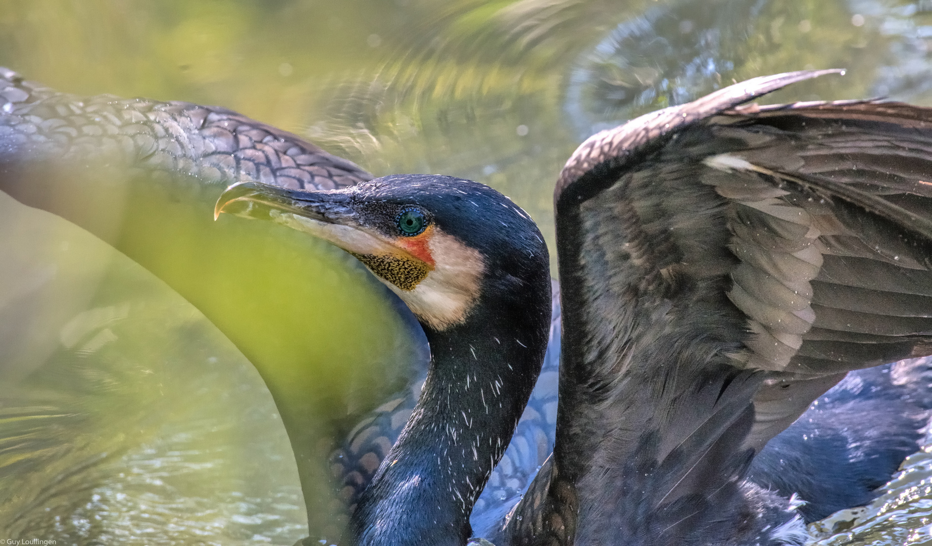 großer Kormoran