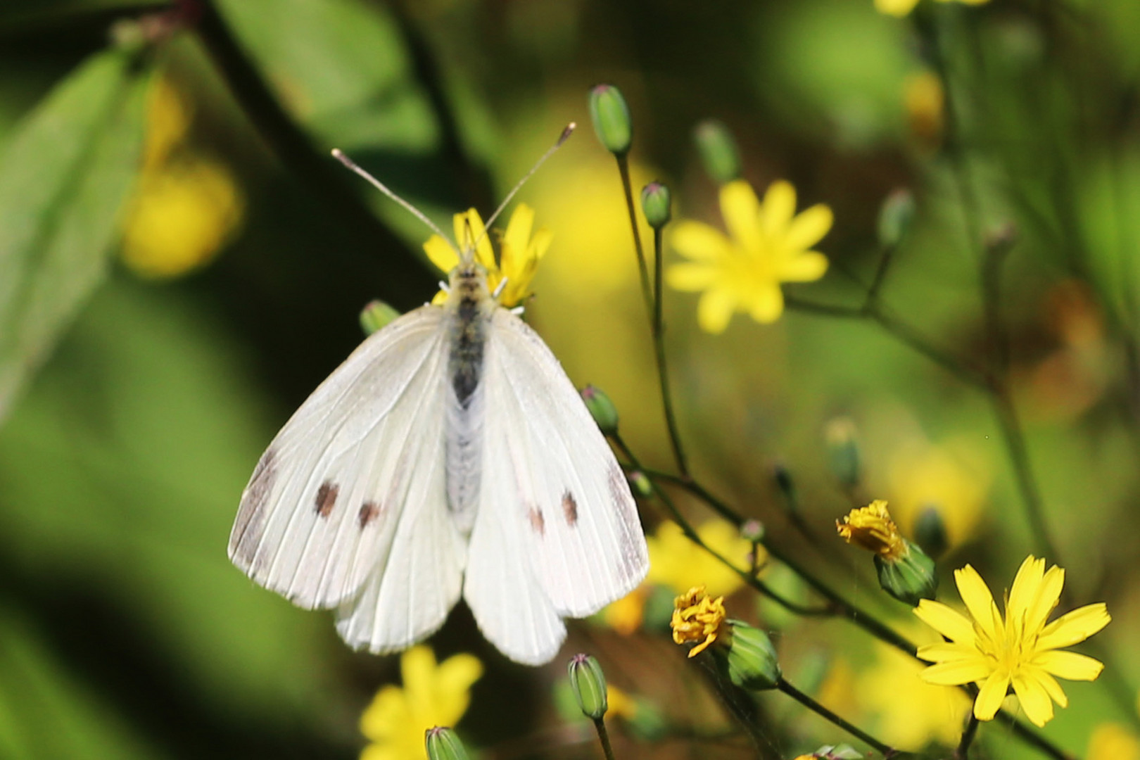 Großer Kphlweißling (Pieris brassicae) Weibchen