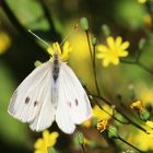 Großer Kphlweißling (Pieris brassicae) Weibchen