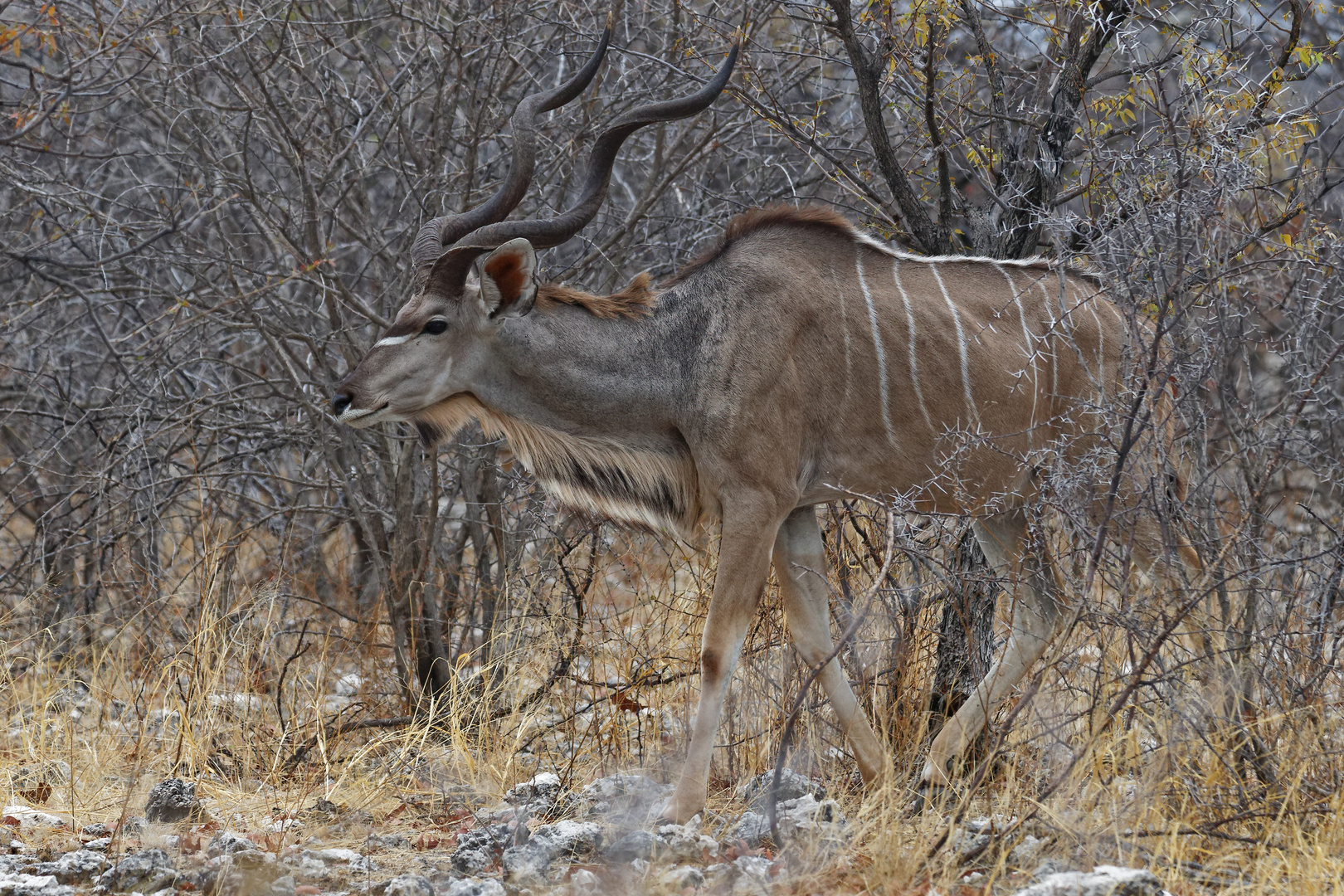 Grosser Kudu