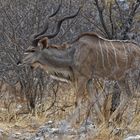 Grosser Kudu