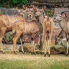 Großer Kudu