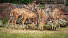 Großer Kudu