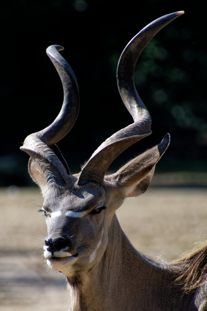 Grosser Kudu