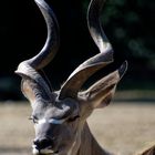 Grosser Kudu