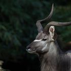 großer Kudu