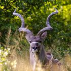 Großer Kudu...