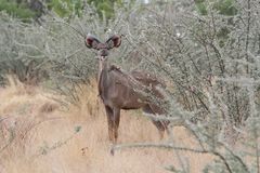 Großer Kudu