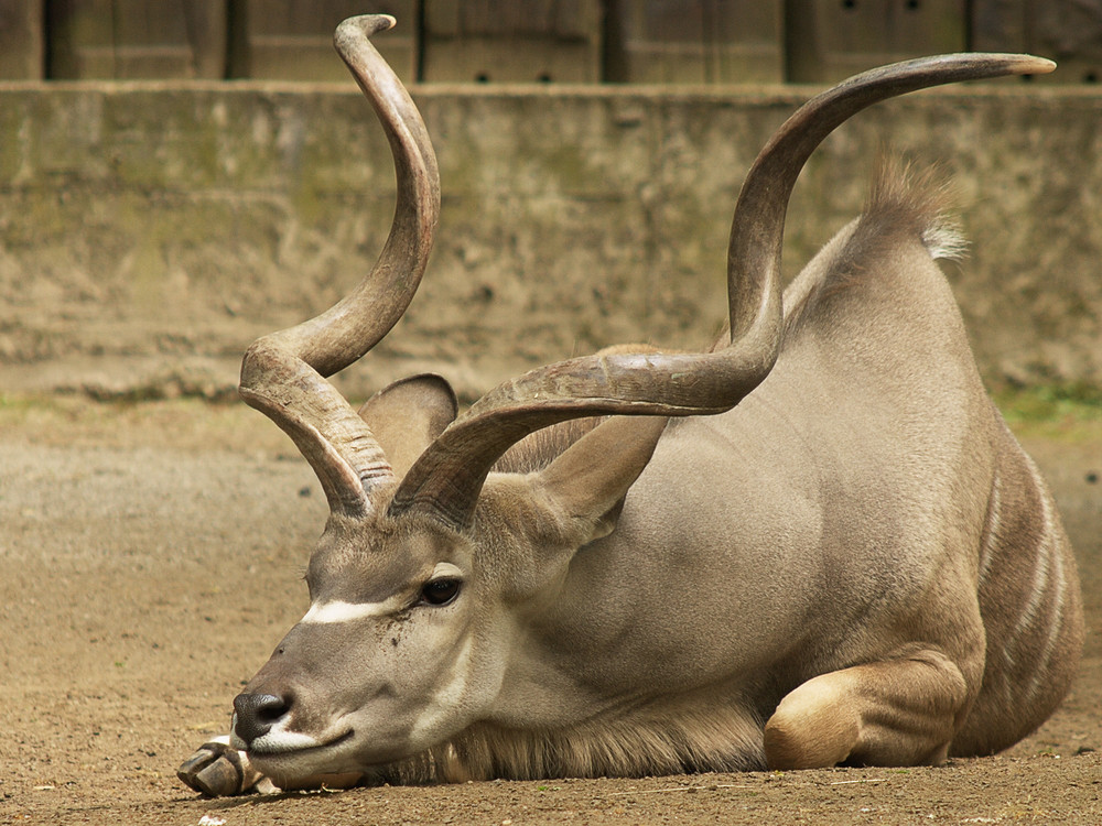 Großer Kudu