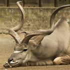 Großer Kudu