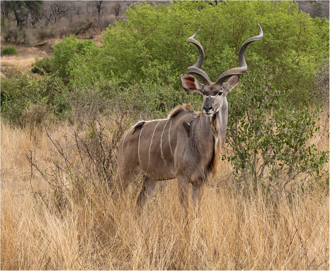 Großer Kudu