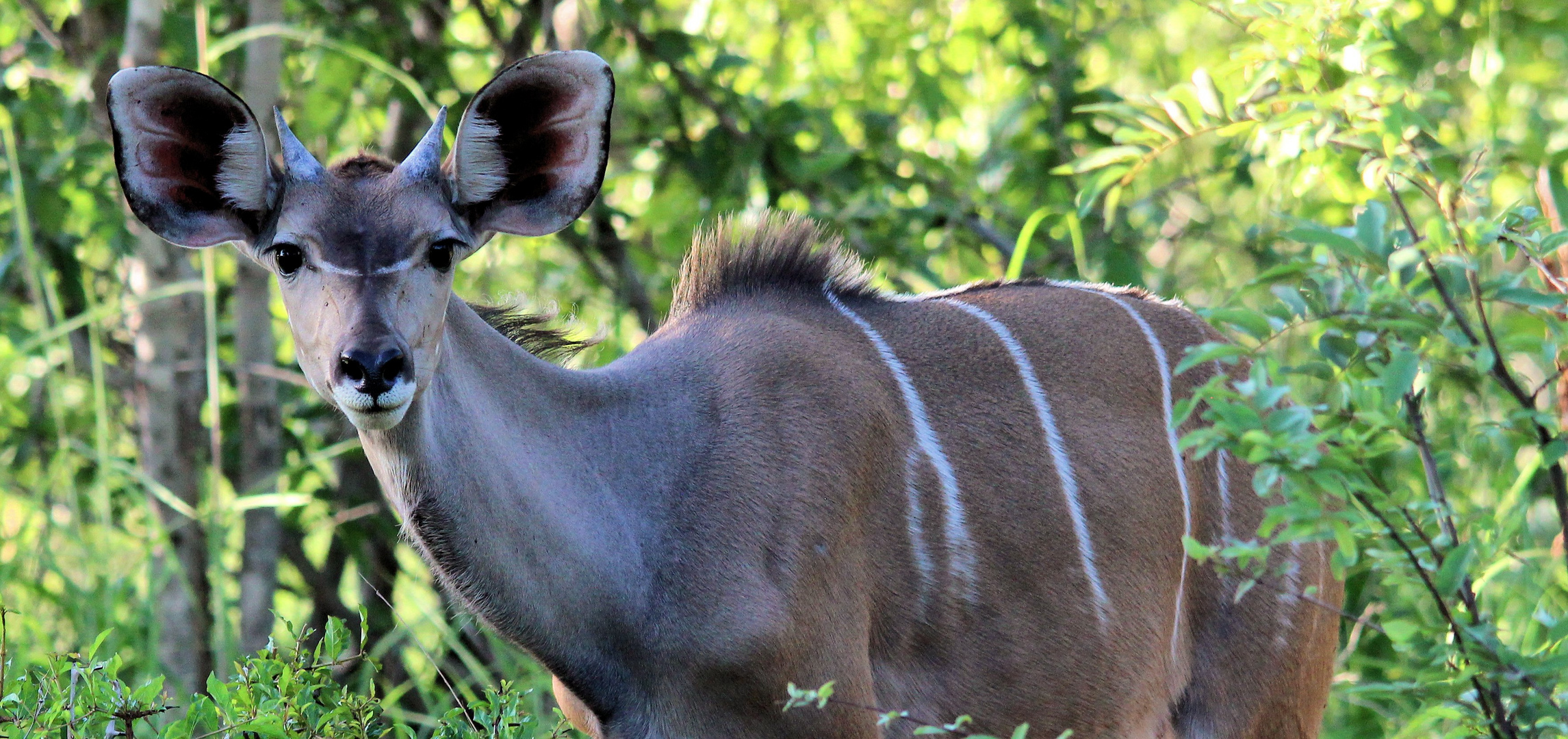 Großer Kudu