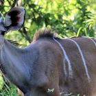 Großer Kudu