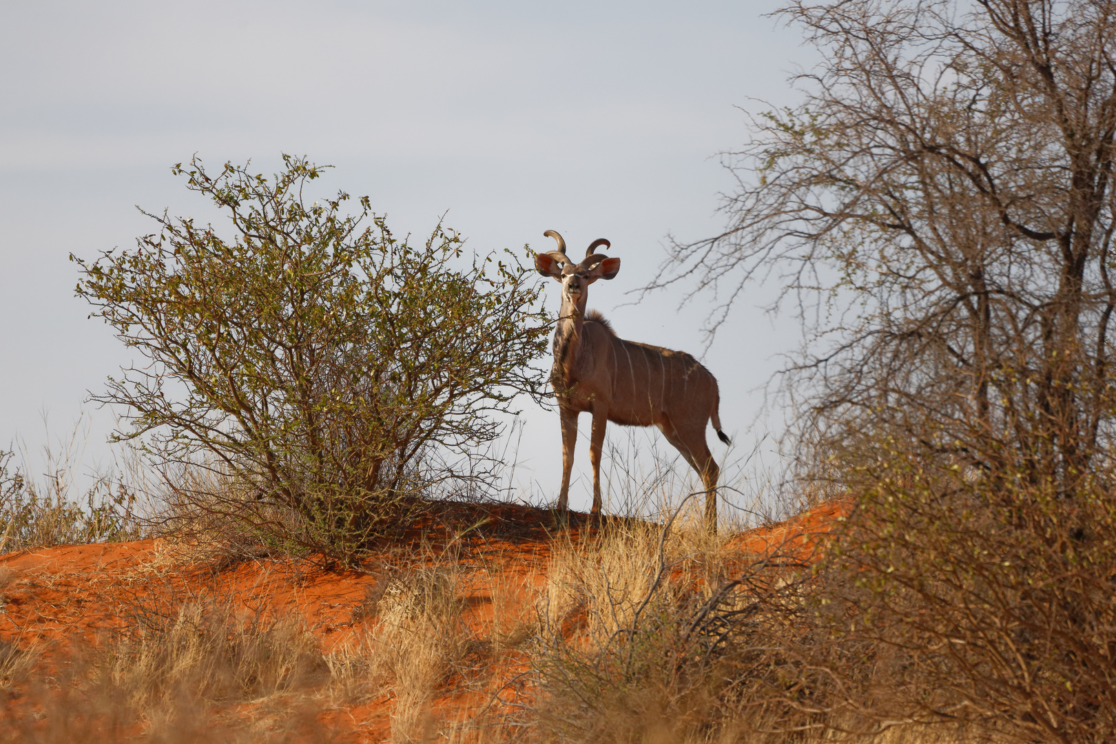 Grosser Kudu