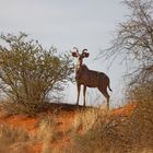 Grosser Kudu