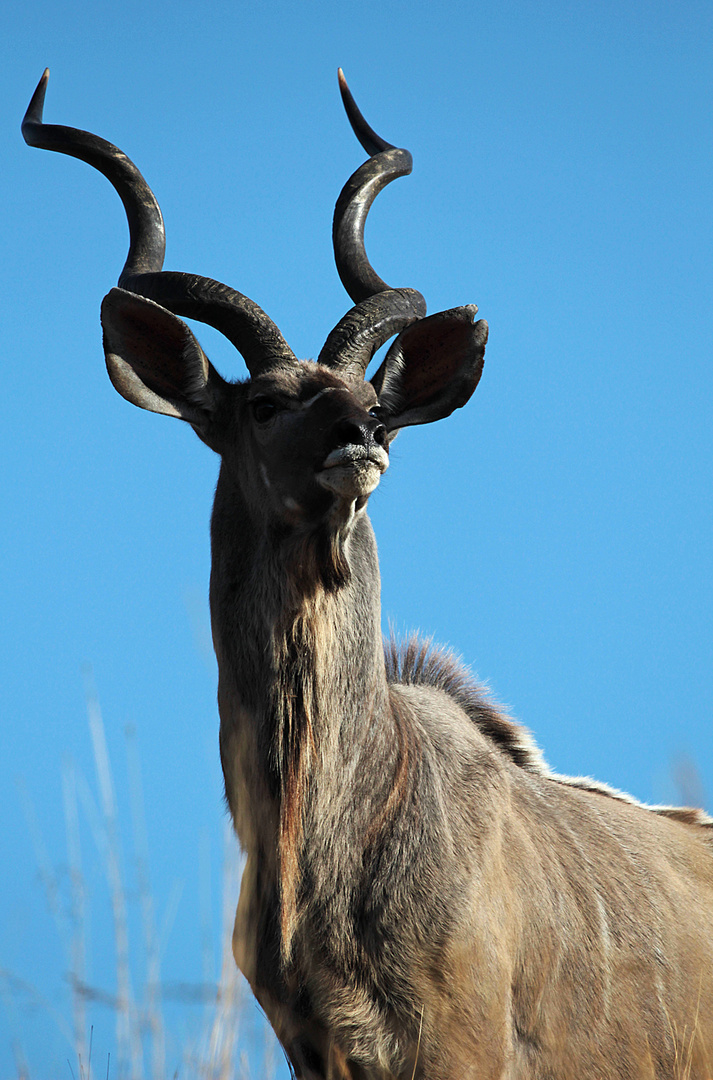 Großer Kudu...