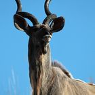 Großer Kudu...