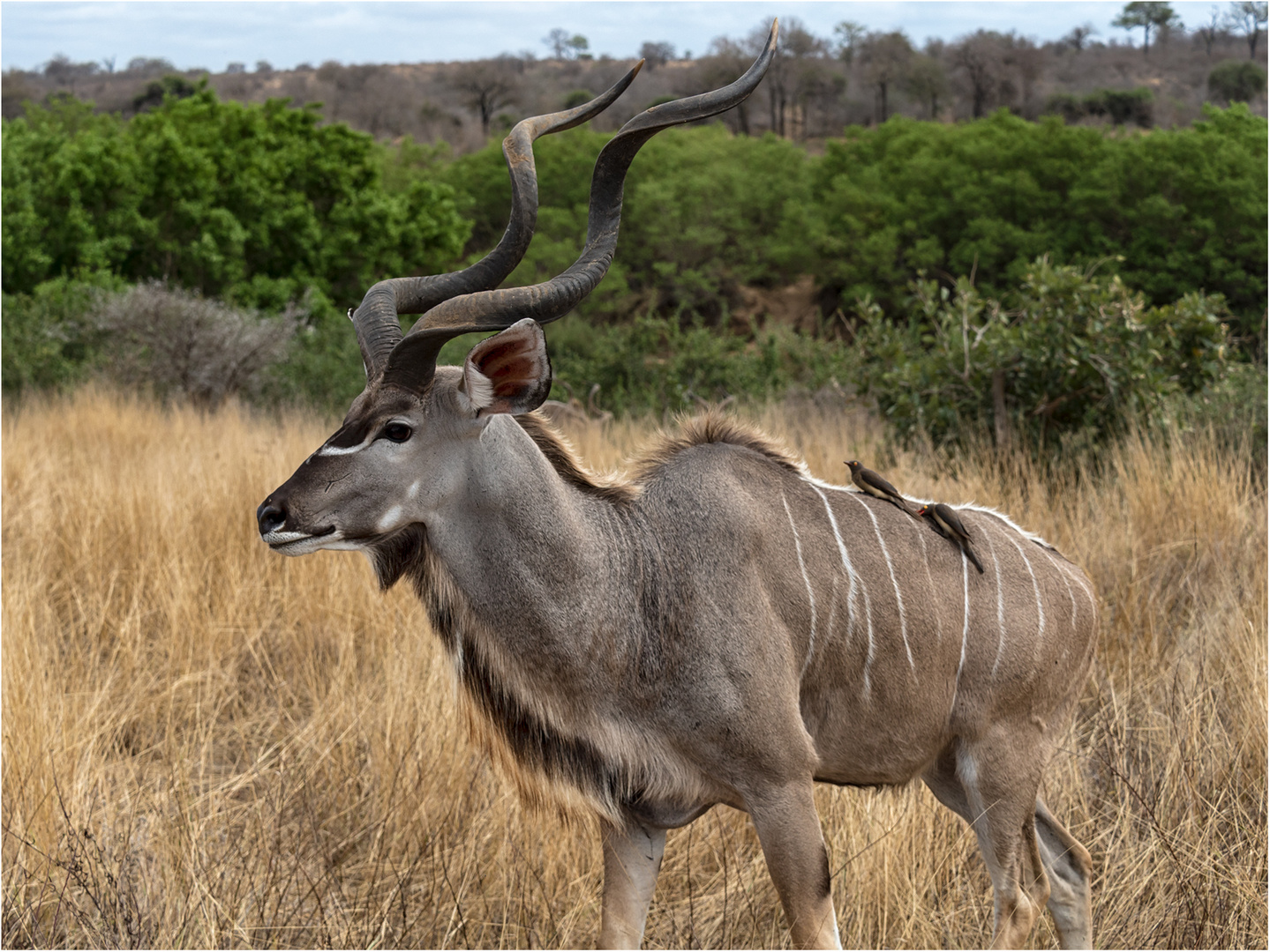 Großer Kudu