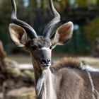 großer Kudu